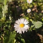 Bellis perennisЦвят