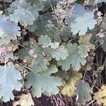 Macleaya microcarpa Leht