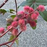 Ricinus communis Gyümölcs