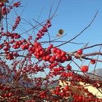 Malus × floribundaFruit