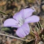 Barleria delamerei Λουλούδι