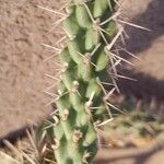 Cylindropuntia imbricata Blatt