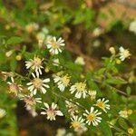 Symphyotrichum lateriflorum 花