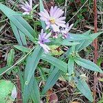 Symphyotrichum laeve Leaf