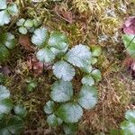 Coptis trifolia Hoja