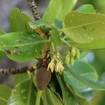 Rhizophora mucronata Blomma