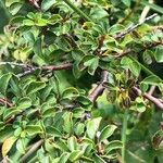 Cotoneaster adpressus Blatt