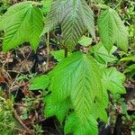 Acer sterculiaceum Лист