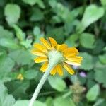 Acmella alpestris Flower