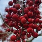 Idesia polycarpa Fruit