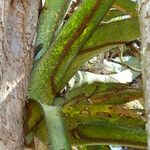 Aechmea distichantha Leaf