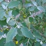 Buddleja crispa Flor