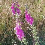 Digitalis thapsi Floro