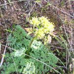 Lomatium dasycarpum Цвят