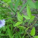 Clematis crispa Habitat