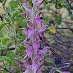 Anacamptis sancta Flor