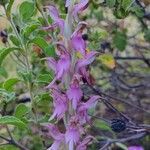 Anacamptis sancta Flors