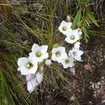 Gentianella dielsiana