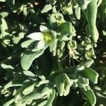 Aizoanthemum hispanicum Flor