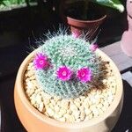 Mammillaria hahnianaLeaf