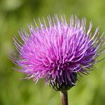 Cirsium pannonicum