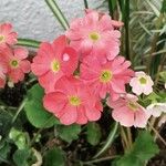 Primula hirsuta Λουλούδι