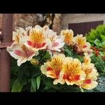 Alstroemeria aureaFlor