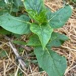 Mirabilis longiflora Blatt