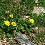 Geum montanum Pokrój