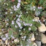 Phacelia ciliata 花