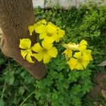 Oxalis dillenii फूल