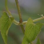 Mikania micrantha Bark