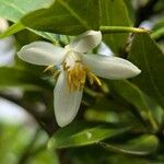 Citrus australasica Flower