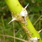 Acanthus ilicifolius Bark