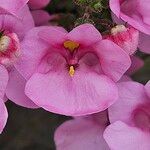 Diascia rigescens Květ