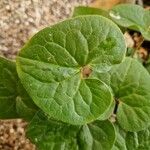 Asarum caudatum Yaprak