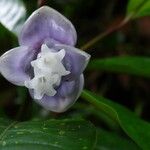 Psychotria urbaniana Flower