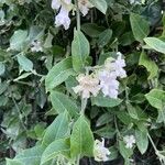 Araujia sericifera Blomst