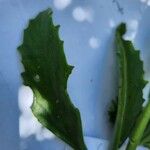 Kalanchoe lanceolata Blatt