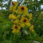 Caesalpinia echinata Flor
