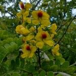 Caesalpinia echinata Квітка