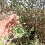 Grewia tenax Fruit