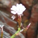 Limonium virgatumAnnet