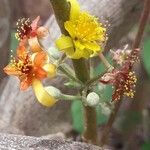 Grewia asiatica Цветок