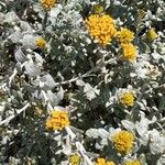 Helichrysum cymosum