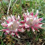 Trifolium macrocephalum Habit