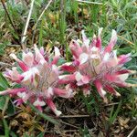 Trifolium macrocephalum Celota