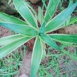 Agave vivipara Leaf