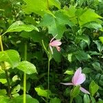 Pogonia ophioglossoides Cvet