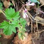 Pelargonium glechomoides Lehti